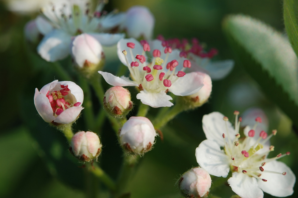 Aroniabeeren Blüten