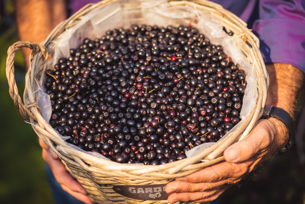 Aroniabeeren Ernte